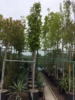 Beverboom (Magnolia Soulangeana Als Boom) -Tuinplanten Winkel magnolia soulangeana boom 10 12cm 1