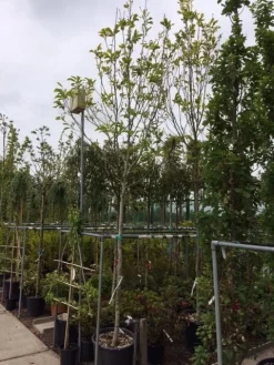 Beverboom (Magnolia Soulangeana Als Boom) -Tuinplanten Winkel magnolia soulangeana boom 14 16cm 1