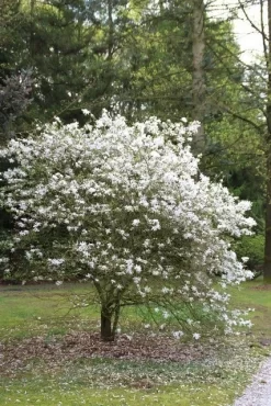 Uitgelichte producten -Tuinplanten Winkel magnolia stellata 3 1