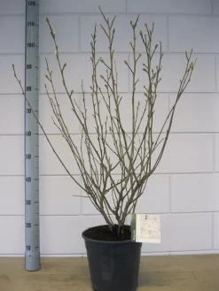 Stermagnolia (Magnolia Stellata) -Tuinplanten Winkel magnolia stellata c7 november 1