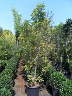 Beverboom, Struik (Magnolia Susan) -Tuinplanten Winkel magnolia susan 175 200 c50
