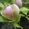 Beverboom (Magnolia Brooklynensis 'Woodsman')