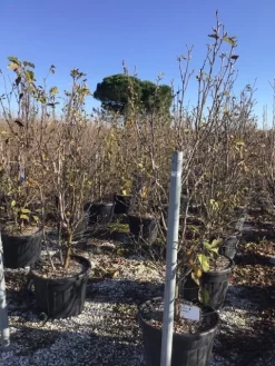 Beverboom (Magnolia 'Genie') -Tuinplanten Winkel magnoliagenie02
