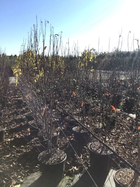 Roze Stermagnolia (Magnolia Stellata 'Rosea') 2 Roze Stermagnolia (Magnolia Stellata 'Rosea') - Afbeelding 2