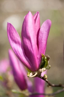 Uitgelichte producten 3 Magnolia Als Boom (Magnolia 'Susan')
