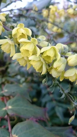 Mahoniestruik (Mahonia Japonica) -Tuinplanten Winkel mahonia japonica 3