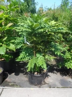Mahoniestruik (Mahonia Media 'Charity') -Tuinplanten Winkel mahonia media charity 125 150 1