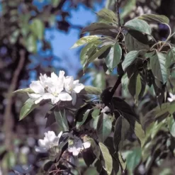 Sierappel (Malus 'John Downie') 5 Sierappel (Malus 'John Downie') -Tuinplanten Winkel majdowni 12