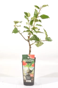 Appelboom (Malus Domestica 'Jonagold') -Tuinplanten Winkel malus dom. jonagold rp2l handappel laat zachtzuur