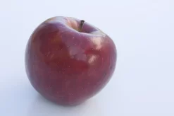 Appelboom (Malus Domestica 'Braeburn')