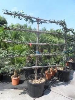 Appelboom (Malus Domestica ) -Tuinplanten Winkel malus domestica eetappel oude leivorm