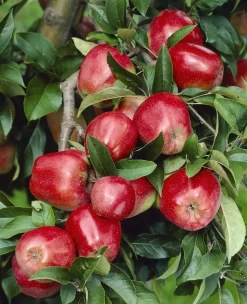 Lei-Appel (Malus Domestica 'Gloster')