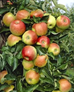 Lei-Appel (Malus Domestica 'Rode Jonagold')