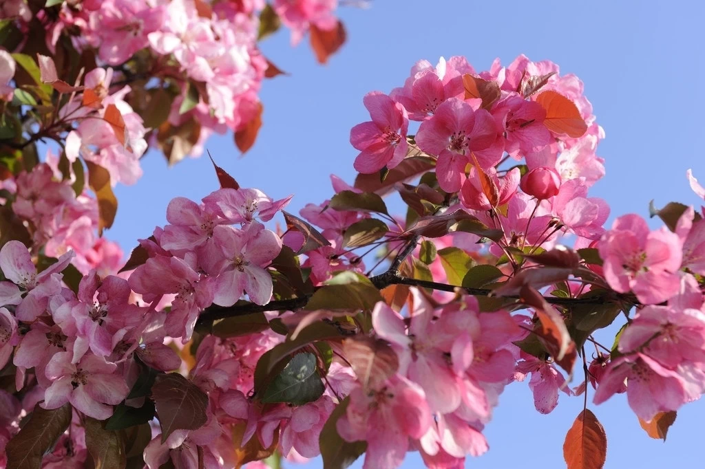 Sierappel Als Leiboom (Malus 'Rudolf') 2 Sierappel Als Leiboom (Malus 'Rudolf') - Afbeelding 2