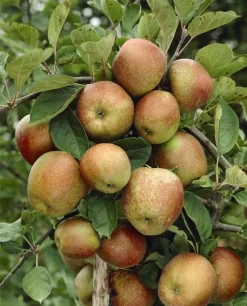 Appelboom (Malus Domestica 'Schone Van Boskoop')
