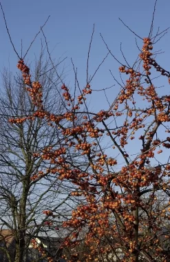 Sierappel (Malus 'Evereste') -Tuinplanten Winkel malus evereste01