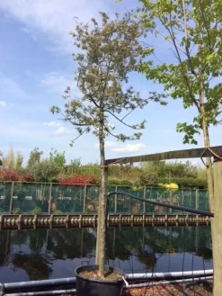 Sierappel (Malus 'Evereste') -Tuinplanten Winkel malus evereste 2025cm