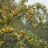 Sierappel (Malus 'Golden Hornet')