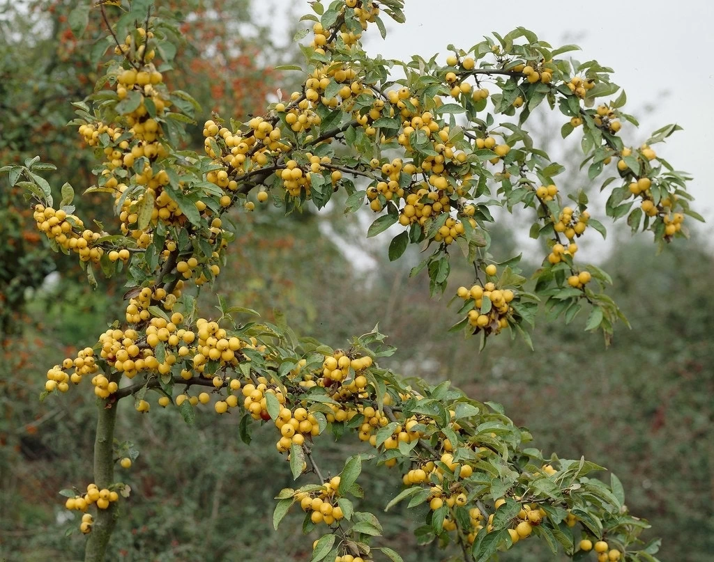 Sierappel (Malus 'Golden Hornet') 1 Sierappel (Malus 'Golden Hornet')