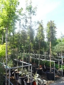 Sierappel (Malus 'Golden Hornet') 7 Sierappel (Malus 'Golden Hornet') -Tuinplanten Winkel malus golden hornet 10 12ho cont