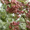 Sierappel (Malus 'John Downie')