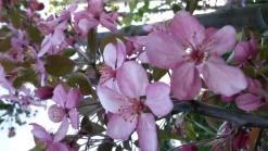 Sierappel (Malus 'Rudolf') 5 Sierappel (Malus 'Rudolf') -Tuinplanten Winkel malus liset 2 1 1