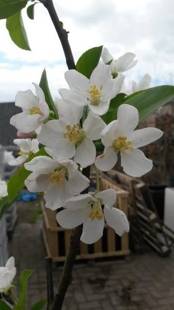 Sierappel (Malus 'Red Sentinel') 2 Sierappel (Malus 'Red Sentinel') - Afbeelding 2