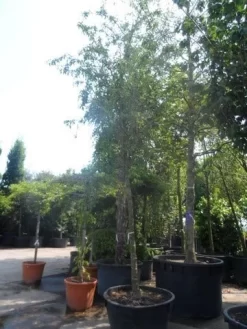 Sierappel (Malus 'Red Sentinel') 11 Sierappel (Malus 'Red Sentinel') -Tuinplanten Winkel malus red sentinel 25 30ho c500