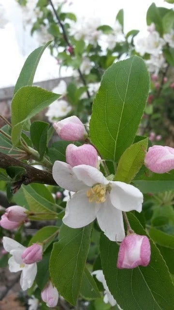 Sierappel (Malus 'Red Sentinel') 4 Sierappel (Malus 'Red Sentinel') - Afbeelding 4