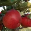 Lei-Appel (Malus Domestica 'Winston')