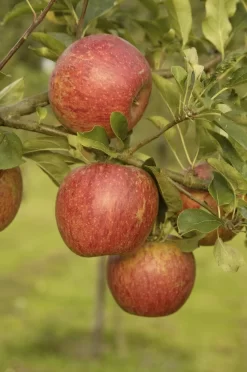 Uitgelichte producten 19 Lei-Appel (Malus Domestica 'Charles Ross')