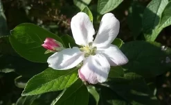 Appelboom (Malus Domestica 'Elstar') -Tuinplanten Winkel maluselstarbloesem01 2