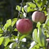 Appelboom (Malus Domestica 'Elstar')