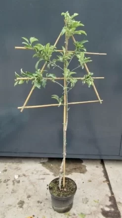 Uitgelichte producten -Tuinplanten Winkel malusleivorm2 1 33