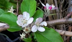 Appelboom (Malus Domestica 'Summerred') 5 Appelboom (Malus Domestica 'Summerred') -Tuinplanten Winkel malussummerredbloesem01