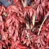 Japanse Esdoorn (Acer Palmatum 'Skeeter's Broom')