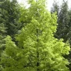 Watercipres (Metasequoia Glyptostroboides)