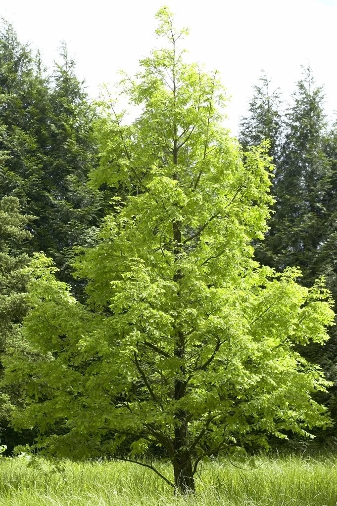Watercipres (Metasequoia Glyptostroboides) 1 Watercipres (Metasequoia Glyptostroboides)