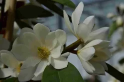 Michelia 'Fairy Magnolia White' -Tuinplanten Winkel michelia fairy magnolia blush 1