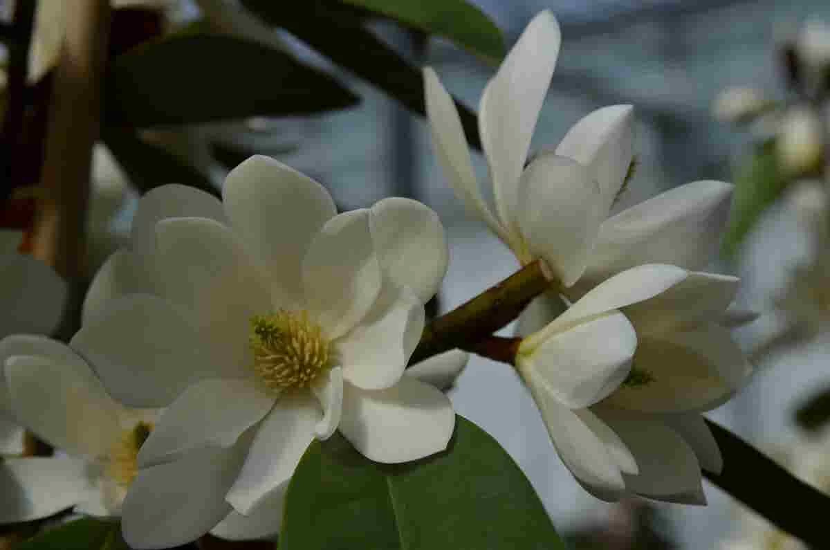 Michelia 'Fairy Magnolia White' 4 Michelia 'Fairy Magnolia White' - Afbeelding 4