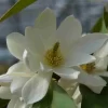 Michelia 'Fairy Magnolia White'