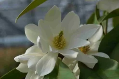 Uitgelichte producten 9 Michelia 'Fairy Magnolia White'