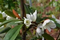 Michelia 'Fairy Magnolia White' 6 Michelia 'Fairy Magnolia White' -Tuinplanten Winkel michelia fairy magnolia blush 3