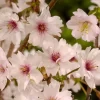 Japanse Sierkers (Prunus Incisa ‘Mikinori’)