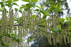 Staartaar (Stachyurus Praecox) -Tuinplanten Winkel moja00886 1 1 1