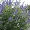 Monikkenpeper (Vitex Agnus-castus)