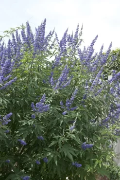 Monikkenpeper (Vitex Agnus-castus)