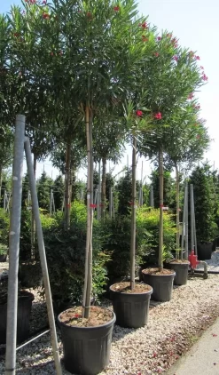 Oleander Als Boom (Nerium Oleander) -Tuinplanten Winkel nerium 10 12