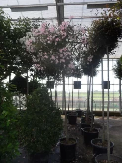 Oleander Als Boom (Nerium Oleander) -Tuinplanten Winkel nerium oleander 10 12 14ho c70