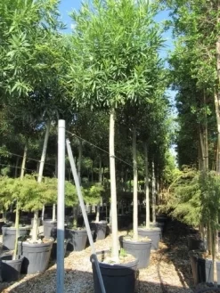 Oleander Als Boom (Nerium Oleander) -Tuinplanten Winkel nerium stam